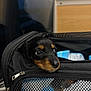 animal, bag, black, brown, carrier, closeup, cute, dog, eyes, face, indoor, mesh, nose, pet, puppy, resting, soft_light, travel, young, zipper