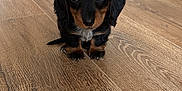 Ares participe au concours pour gagner de l'argent avec cette photo : animal, black_and_tan, cabinet, cute, dachshund, dog, ears, eyes, floor, fur, household, indoor, looking_at_camera, nose, pet, puppy, small, tail, wooden_floor, young