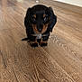 animal, black_and_tan, cabinet, cute, dachshund, dog, ears, eyes, floor, fur, household, indoor, looking_at_camera, nose, pet, puppy, small, tail, wooden_floor, young