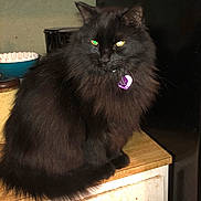 Acheron is registered to the contest to win money with this photo: cat, black_cat, fluffy, indoor, countertop, purple_tag, pet, animal, feline, sitting, kitchen, bowl, marshmallows, wood, furniture, domestic, eyes, fur, cute, household