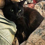 Jasper joined the competition — help win amazing prizes! black_cat, cat, pet, animal, feline, indoor, blanket, cozy, resting, sleepy, fur, whiskers, green_eyes, soft_texture, comfort, relaxation, closeup, laying_down, pile, domestic