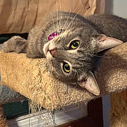 Smokey joined the competition — help win amazing prizes! cat, gray_tabby, pet, indoor, cat_tree, whiskers, green_eyes, fur, relaxed, curious, animal, mammal, domestic_animal, scratched_cat_tree, ear, nose, closeup, feline, resting