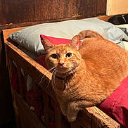 Cooper joined the competition — help win amazing prizes! cat, orange_tabby, pet, feline, bed, wooden_furniture, pillow, blanket, indoor, domestic_animal, whiskers, fur, relaxed, looking_at_camera, curious, cozy, sleeping_area, collar, closeup, resting