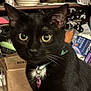 animal, background, black_cat, cat, close_up, clutter, collar, domestic_cat, eye_contact, feline, fur, heart_shaped_tag, household_items, indoor, molly, pet, portrait, tag, whiskers, yellow_eyes