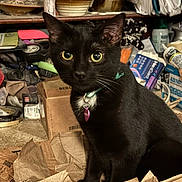 Molly is registered to the contest to win money with this photo: black_cat, cat, pet, indoor, collar, tag, yellow_eyes, curious, cardboard, clutter, household_items, box, paper, container, sitting, feline, domestic_animal, fur, whiskers, close_up
