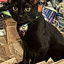 Molly is registered to the contest to win money with this photo: animal, black_cat, box, cat, closeup, clutter, collar, curious, domestic_cat, feline, fur, household_items, indoor, indoor_lighting, looking, pet, portrait, sitting, tail, whiskers