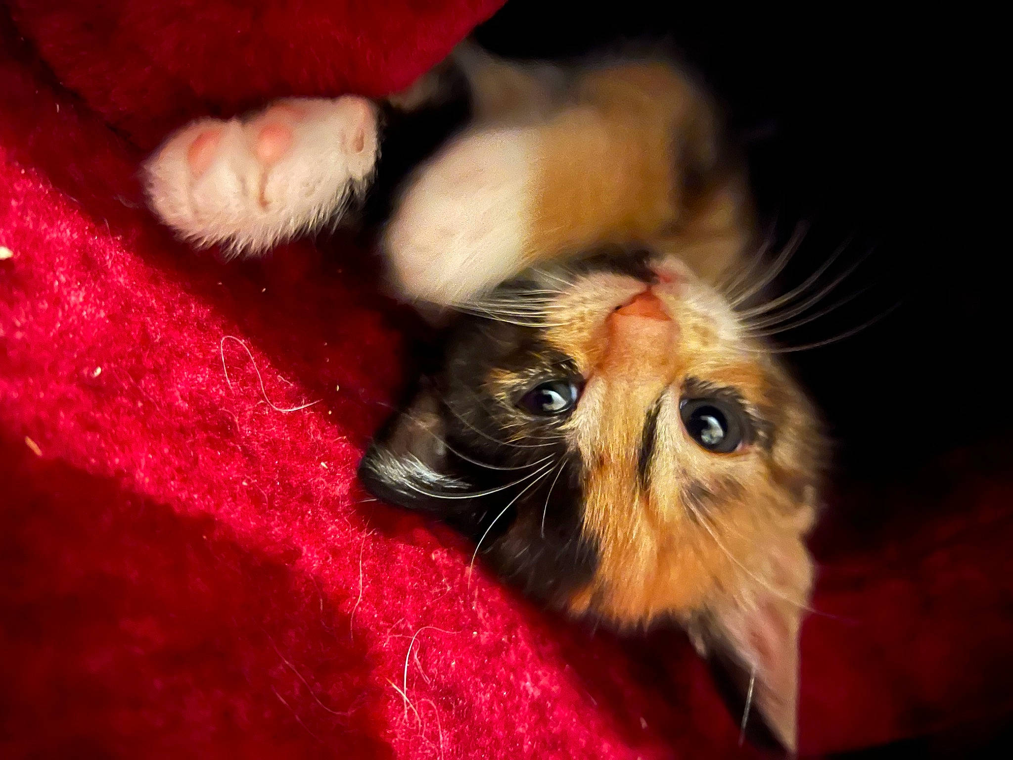 Tootsie is registered to the contest to win money with this photo: canidae, carnivore, cat, claw, close_up, comfort, dog_breed, domestic_short_haired_cat, eye, fawn, felidae, fur, head, plant, small_to_medium_sized_cats, snout, sporting_group, tail, whiskers, wood