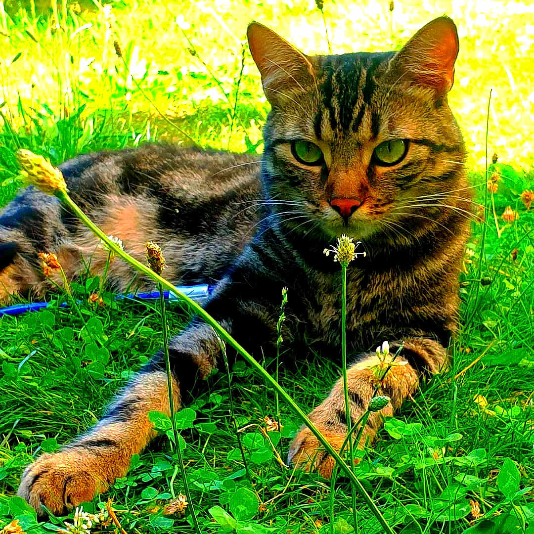 Rox participe au concours pour gagner de l'argent avec cette photo : abyssinian, animal, canine, cat, dog, field, flower, grass, grassland, green, herbal, herbs, lawn, manx, moss, nature, outdoors, pet, plant, vegetation