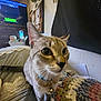 Little Lady is registered to the contest to win money with this photo: animal, bed, bell, blanket, board, cat, close_up, collar, crocheted, curious, decor, ears, furniture, home, indoor, papers, pet, tail, television, whiskers