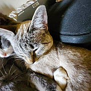 Little Lady is registered to the contest to win money with this photo: animal, cat, cats, closeup, comfort, cozy, cute, feline, fur, gray, indoor, paw, pet, resting, sleeping, snuggling, soft, tabby, whiskers, white