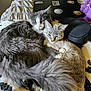 Little Lady joined the competition — help win amazing prizes! animal, bed, blanket, cat, cats, cozy, cute, fur, gray_cat, indoor, laptop, paw, pet, relaxed, resting, snuggling, soft, stickers, striped_cat, tail