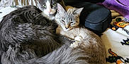 Little Lady is registered to the contest to win money with this photo: animal, bed, blanket, cat, cats, cozy, cute, domestic, feline, furry, home, indoor, laptop, long_hair, pets, relaxing, resting, sleepy, snuggling, tabby