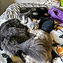 animal, bed, blanket, cat, cats, cozy, cute, domestic, feline, furry, home, indoor, laptop, long_hair, pets, relaxing, resting, sleepy, snuggling, tabby