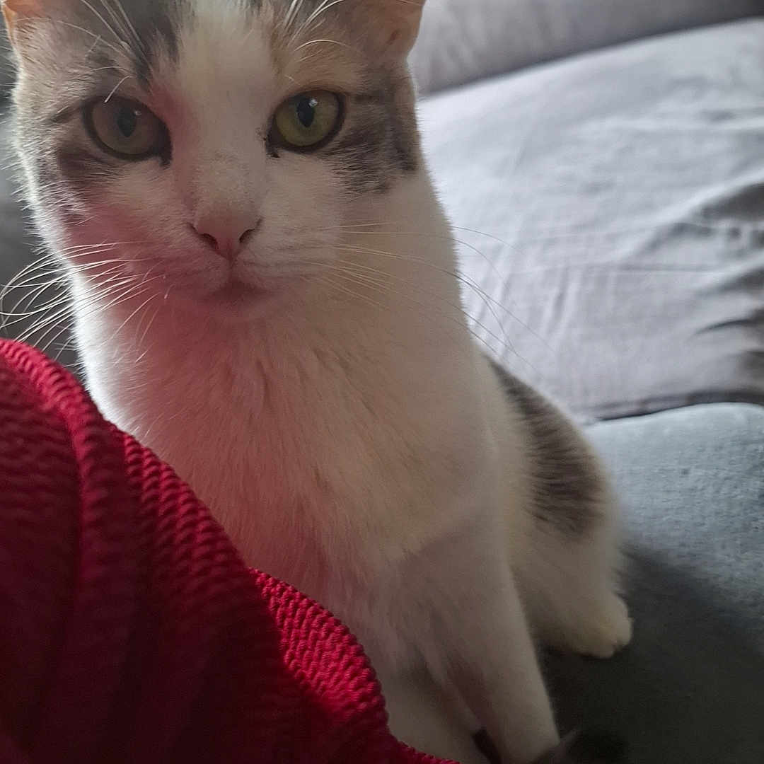 Princesse a rejoint le concours — aidez-le/la à gagner de superbes lots ! animal, cat, closeup, couch, cozy, curious, domestic_cat, feline, gray_fur, green_eyes, indoor, knitted_fabric, pet, portrait, red_clothing, relaxed, seated, soft_light, whiskers, white_fur