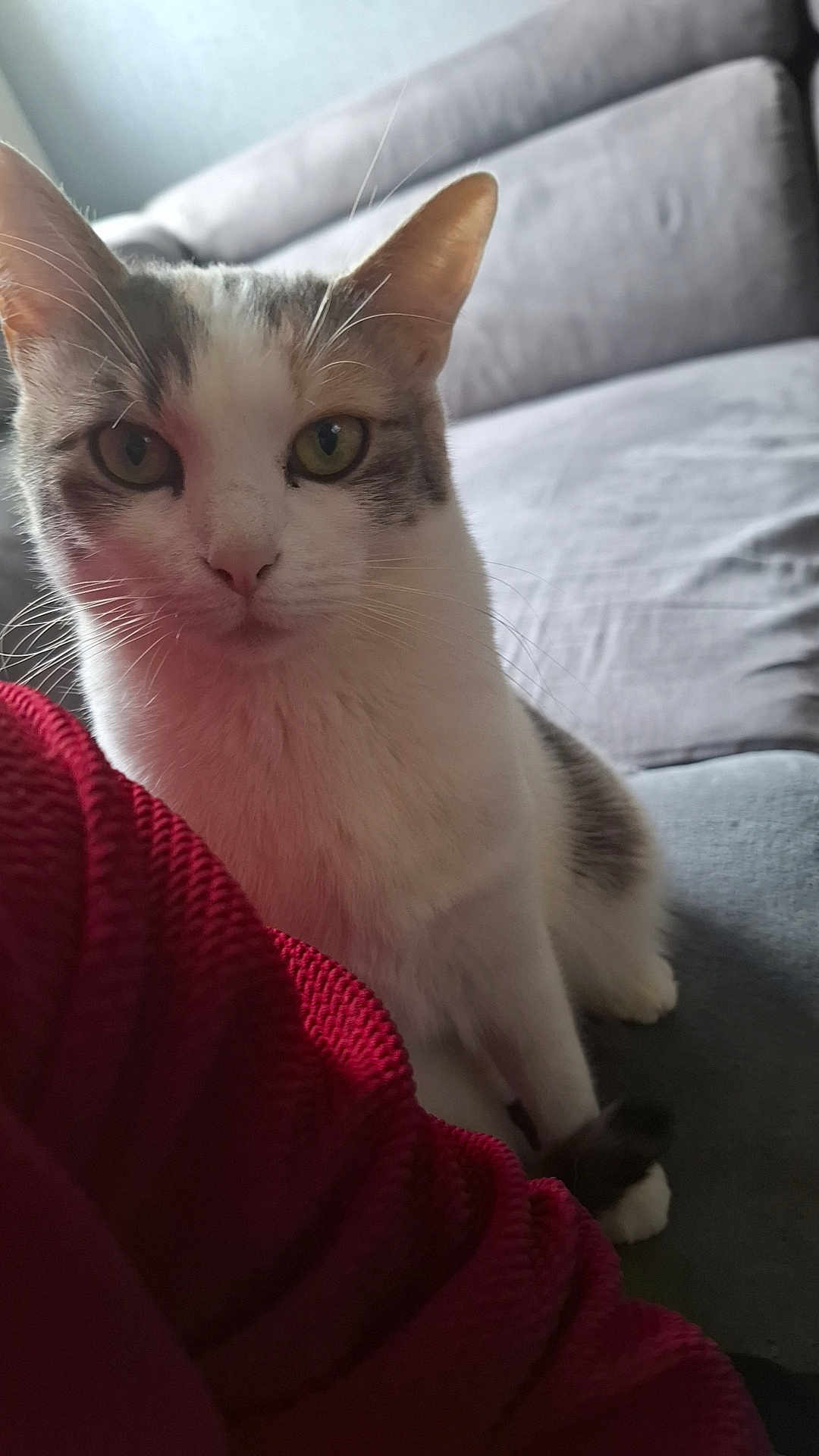 Princesse a rejoint le concours — aidez-le/la à gagner de superbes lots ! cat, indoor, couch, feline, pet, animal, closeup, green_eyes, white_fur, gray_fur, whiskers, curious, seated, cozy, knitted_fabric, red_clothing, soft_light, portrait, domestic_cat, relaxed