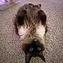 cat, siamese_cat, fluffy, blue_eyes, carpet, indoor, pet, animal, lying_down, upside_down, fur, whiskers, ears, paws, cozy, home, soft_lighting, relaxed, cute, feline