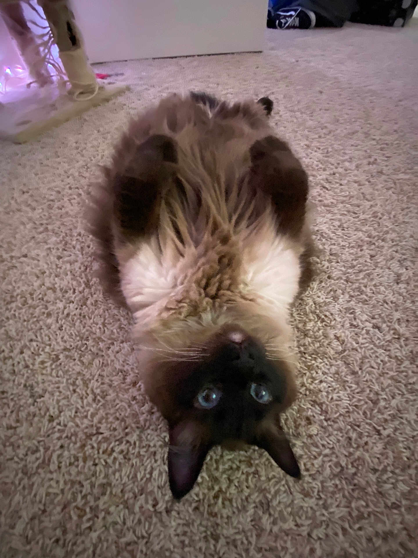 Sam is registered to the contest to win money with this photo: cat, siamese_cat, fluffy, blue_eyes, carpet, indoor, pet, animal, lying_down, upside_down, fur, whiskers, ears, paws, cozy, home, soft_lighting, relaxed, cute, feline