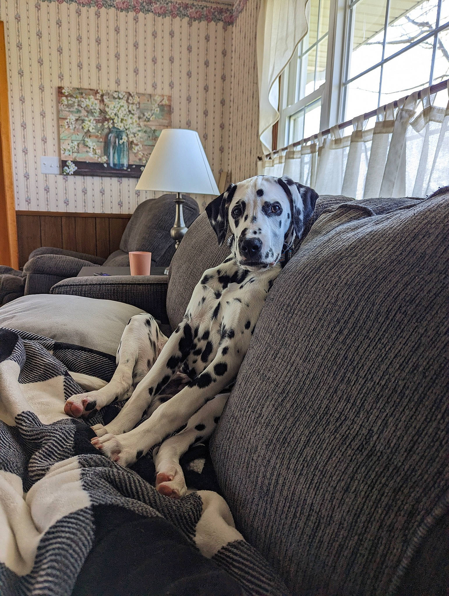 Spot is registered to the contest to win money with this photo: building, canidae, carnivore, comfort, companion_dog, couch, dog, dog_breed, fawn, floor, flooring, hardwood, living_room, sofa_bed, sporting_group, studio_couch, window, window_blind, wood, working_animal