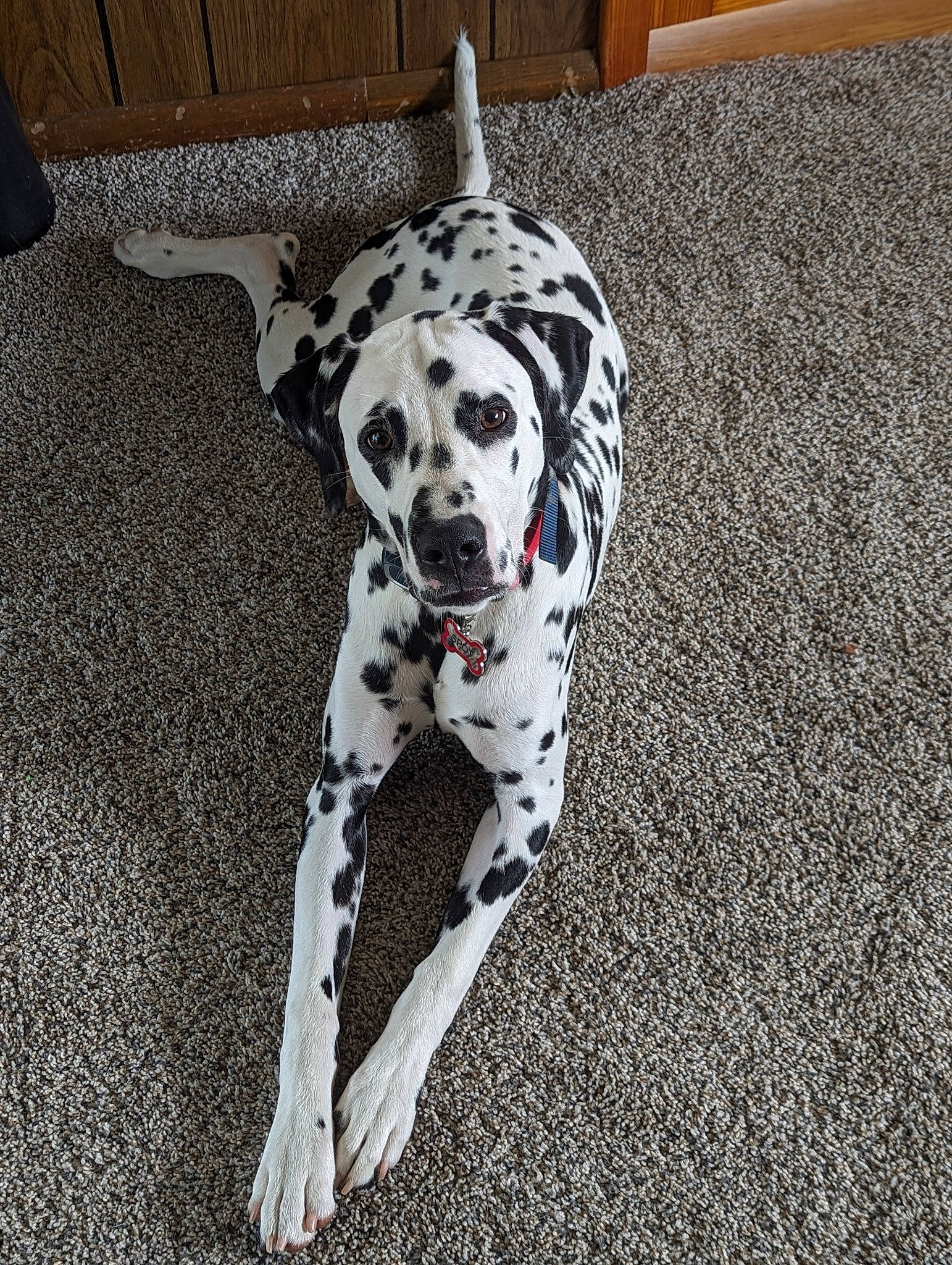 Spot is registered to the contest to win money with this photo: canidae, carnivore, companion_dog, dalmatian, dog, dog_breed, dog_supply, fawn, flooring, foot, fur, non_sporting_group, pattern, paw, snout, sporting_group, tail, terrestrial_animal, working_animal, working_dog