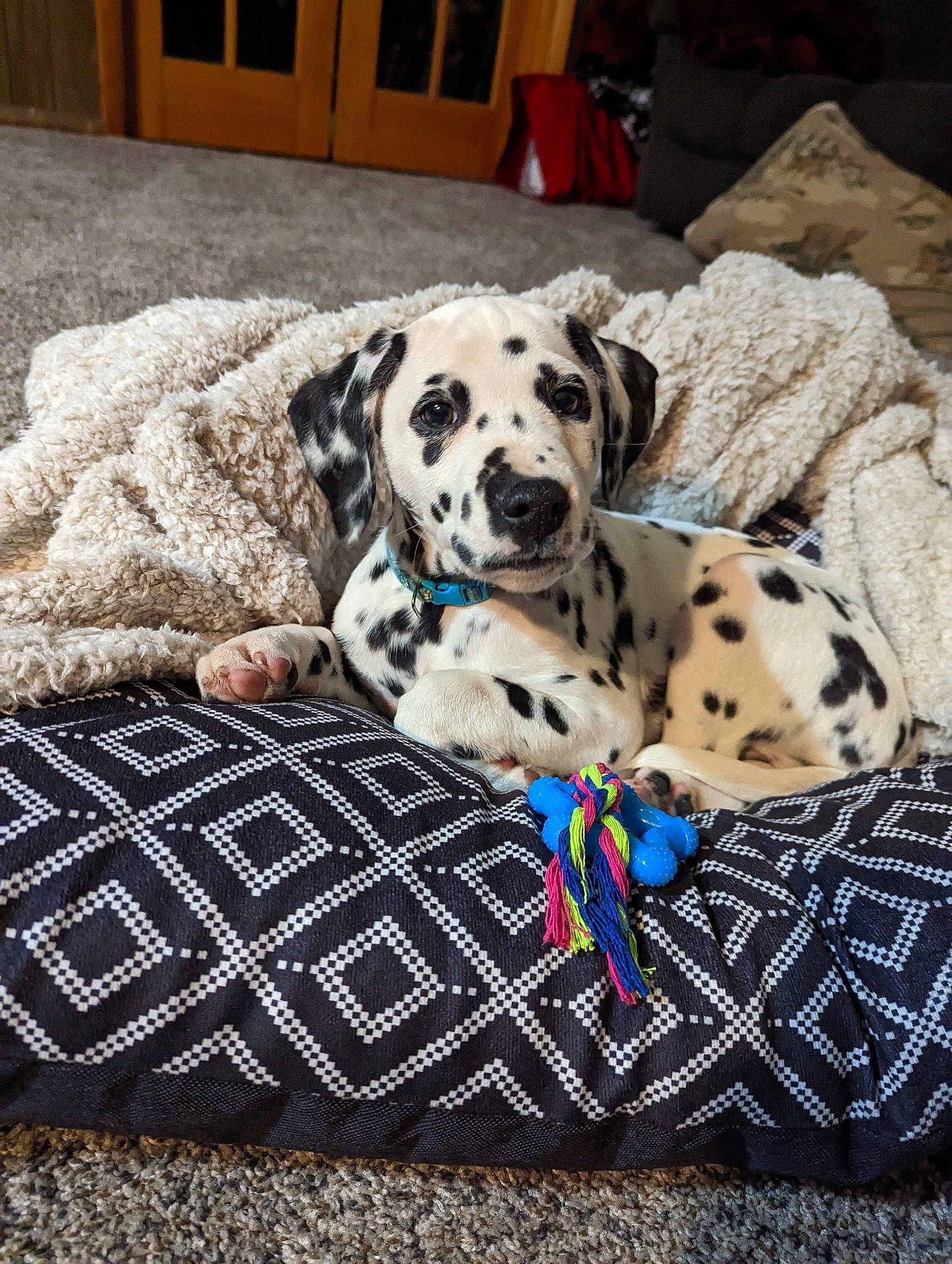 Spot joined the competition — help win amazing prizes! canidae, carnivore, comfort, companion_dog, dalmatian, dog, dog_breed, dog_supply, fawn, flooring, hardwood, linens, non_sporting_group, pattern, pet_supply, snout, sporting_group, terrestrial_animal, wood, working_animal