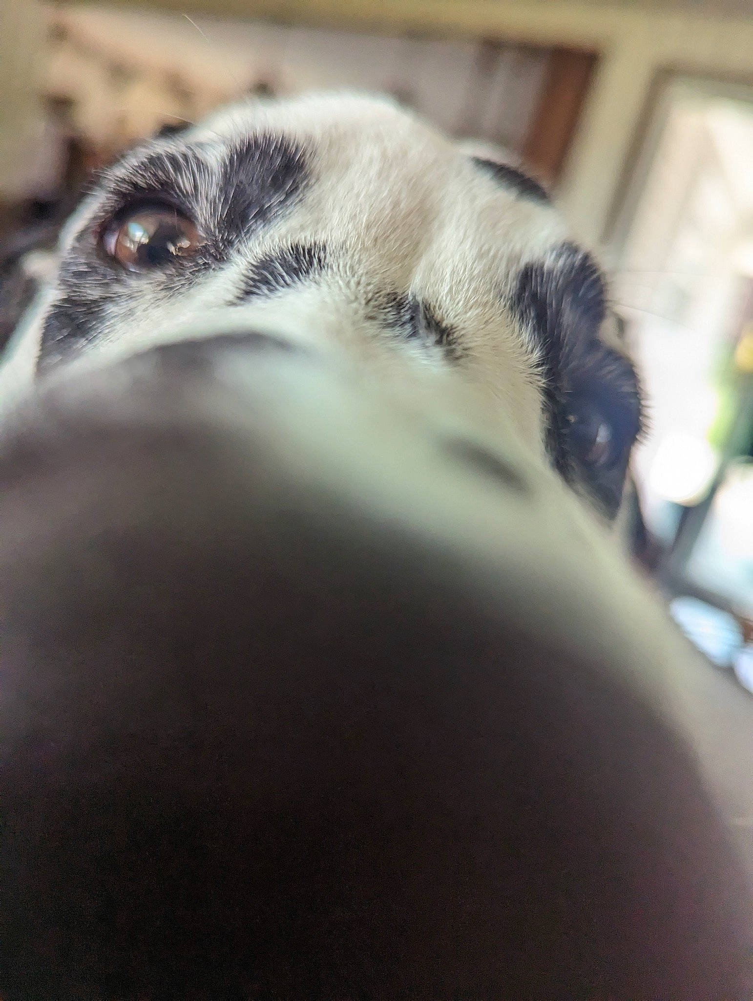 Spot joined the competition — help win amazing prizes! canidae, carnivore, cloud, dog_breed, eyelash, felidae, fur, macro_photography, marine_mammal, metal, monochrome_photography, puppy, seal, sporting_group, terrestrial_animal, whiskers, wildlife