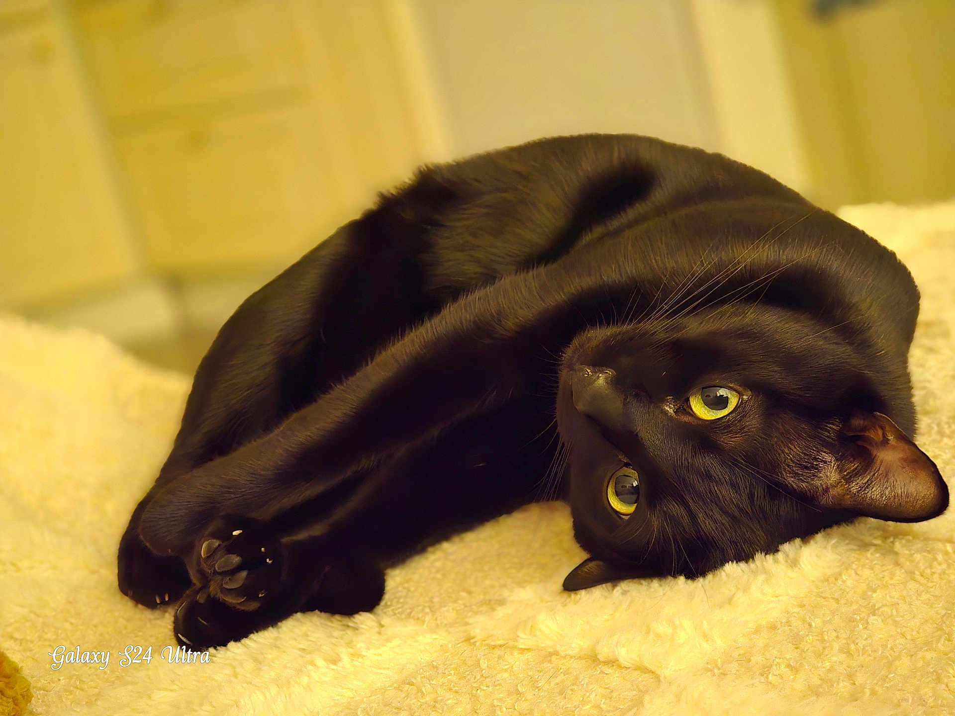 Babou participe au concours pour gagner de l'argent avec cette photo : black_cat, cat, pet, animal, feline, yellow_eyes, whiskers, close_up, indoor, cozy, blanket, fur, resting, cute, soft, domestic_cat, relaxed, lying_down, sleepy, portrait