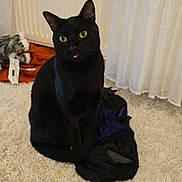 Babou a rejoint le concours — aidez-le/la à gagner de superbes lots ! black_cat, cat, pet, indoor, carpet, radiator, curious, tongue_out, fur, animal, domestic_cat, sitting, home, curtains, textile, cozy, feline, whiskers, yellow_eyes, relaxed