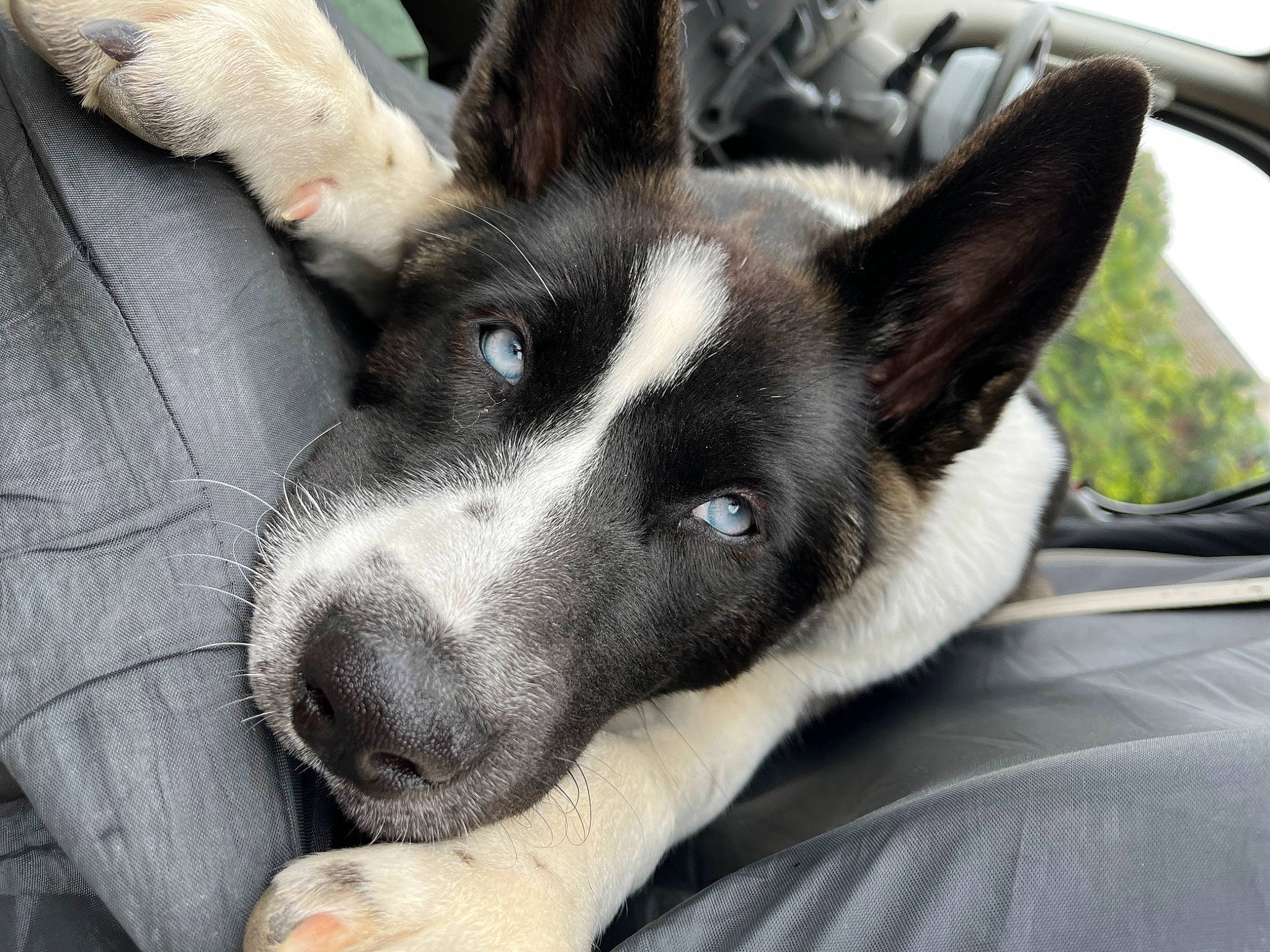 Amira is registered to the contest to win money with this photo: canidae, carnivore, comfort, companion_dog, dog, dog_breed, ear, eyelash, fur, herding_dog, non_sporting_group, snout, sporting_group, terrestrial_animal, whiskers, windshield, working_animal, working_dog