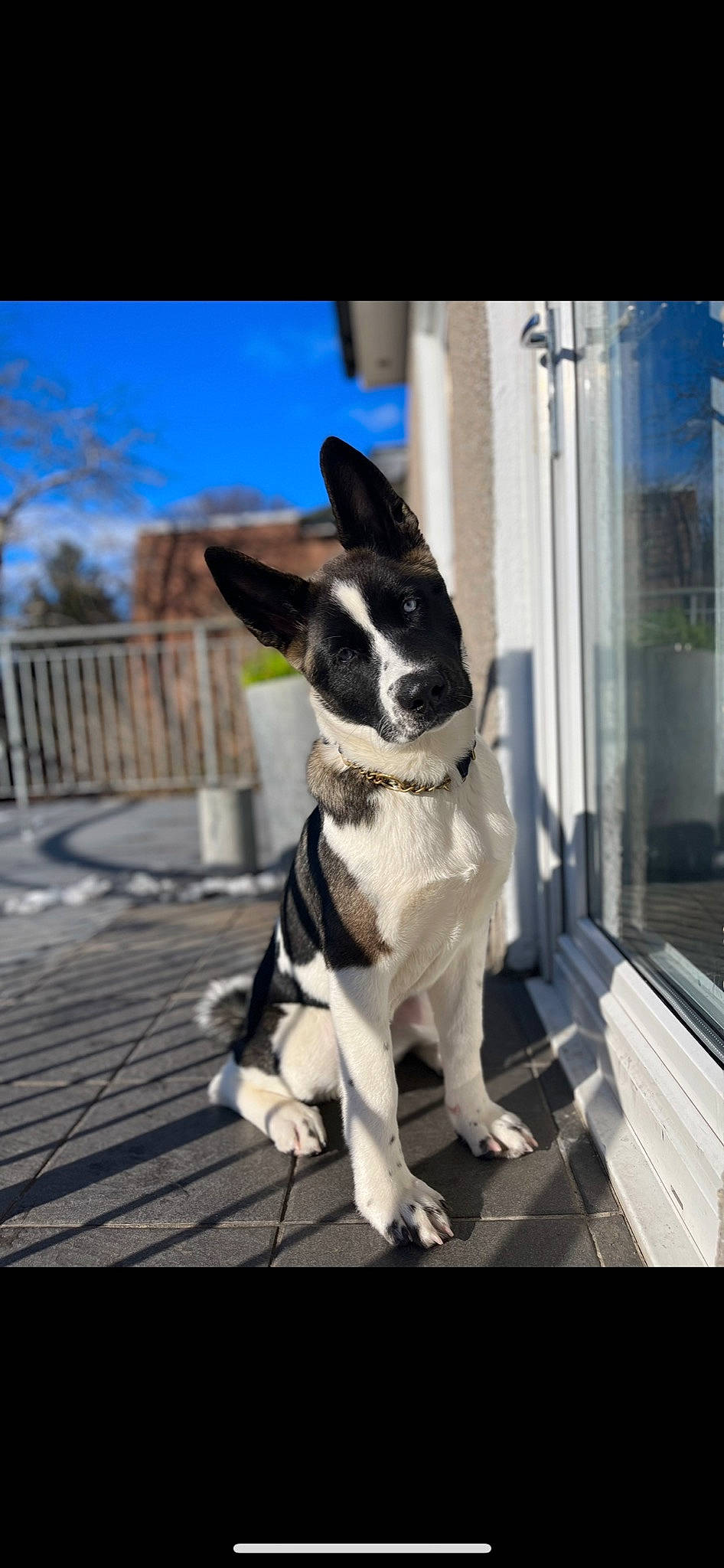 Amira is registered to the contest to win money with this photo: canidae, carnivore, cloud, collar, companion_dog, dog, dog_breed, dog_collar, door, eyewear, fawn, plant, sky, snout, sporting_group, tail, tree, whiskers, window, working_animal