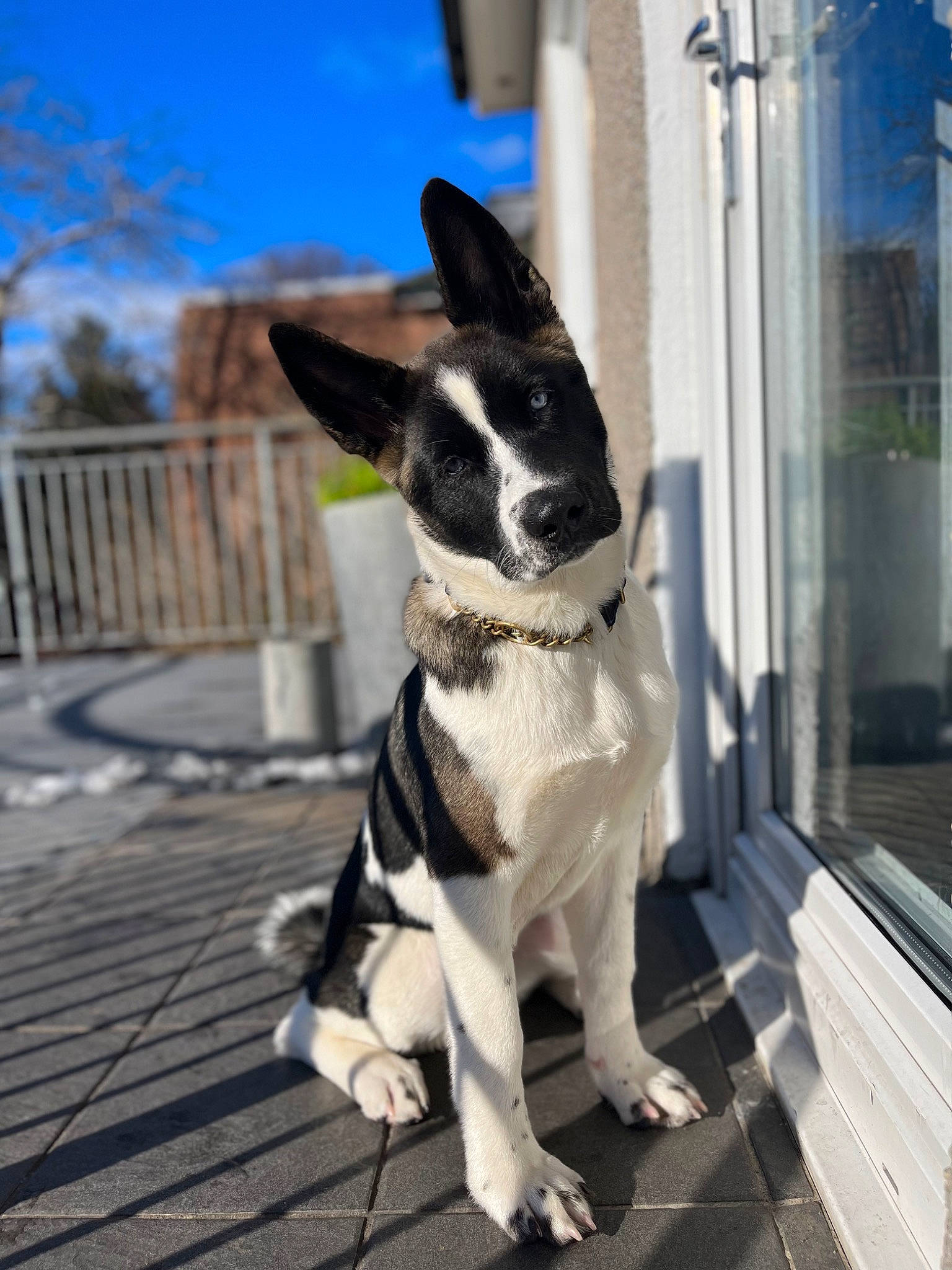 Amira is registered to the contest to win money with this photo: building, canidae, carnivore, cloud, collar, companion_dog, dog, dog_breed, dog_collar, door, fawn, plant, sky, snout, sporting_group, tail, whiskers, window, wood, working_animal