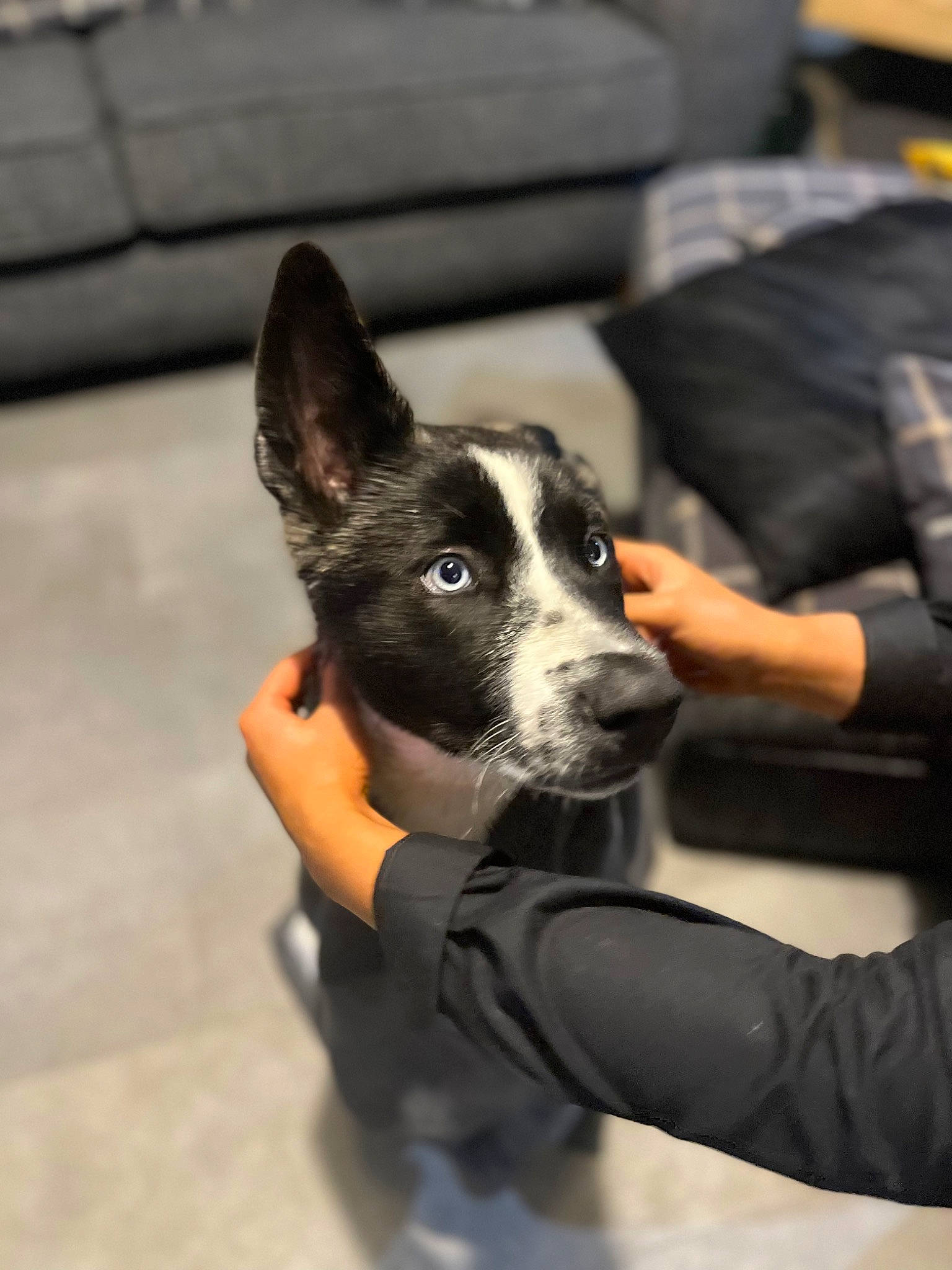 Amira is registered to the contest to win money with this photo: canidae, carnivore, collar, comfort, companion_dog, couch, dog, dog_breed, fur, hand, herding_dog, human_leg, mcnab, non_sporting_group, sitting, snout, sporting_group, whiskers, working_animal, working_dog