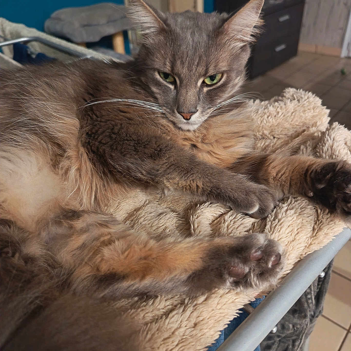 Shiro a rejoint le concours — aidez-le/la à gagner de superbes lots ! cat, gray_cat, fluffy, long_hair, green_eyes, whiskers, ears, paws, claws, lying_down, relaxed, indoor, blanket, pet_bed, furniture, home, portrait, close_up, animal, cozy
