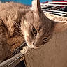 cat, gray_cat, fluffy, feline, pet, animal, whiskers, ears, green_eyes, closeup, portrait, sleepy, relaxed, indoor, cat_tree, furniture, cozy, blue_wall, fur, staring