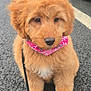 puppy, dog, golden, bandana, leash, sitting, outdoor, asphalt, cute, fluffy, pet, animal, young, fur, portrait, road, canine, adorable, closeup, waiting