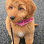 puppy, dog, animal, pet, fluffy, golden, bandana, leash, cute, sitting, outdoor, asphalt, fur, young, portrait, adorable, mammal, companion, friendly, canine