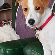 Awen a rejoint le concours — aidez-le/la à gagner de superbes lots ! brown_and_white, close_up, collar, couch, curious, dog, ears, eyes, fluffy_cushion, fur, furniture, green_leather, home, indoor, nose, pet, portrait, purple_blanket, quilted, sitting