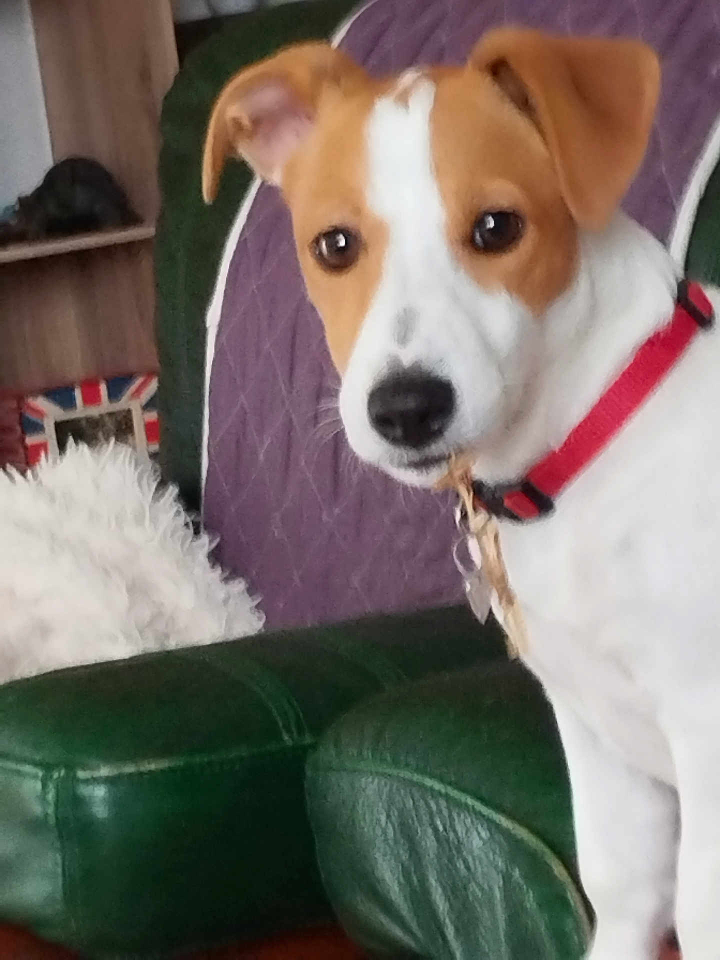 Awen a rejoint le concours — aidez-le/la à gagner de superbes lots ! brown_and_white, close_up, collar, couch, curious, dog, ears, eyes, fluffy_cushion, fur, furniture, green_leather, home, indoor, nose, pet, portrait, purple_blanket, quilted, sitting