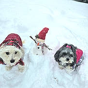 Lily And Honey is registered to the contest to win money with this photo: animal, cold_weather, cute, dog, fence, fur, holiday, outdoor, pet, pink_bow, playful, red_hat, scarf, small_dog, snow, snowman, tree, white_snow, winter, winter_clothing