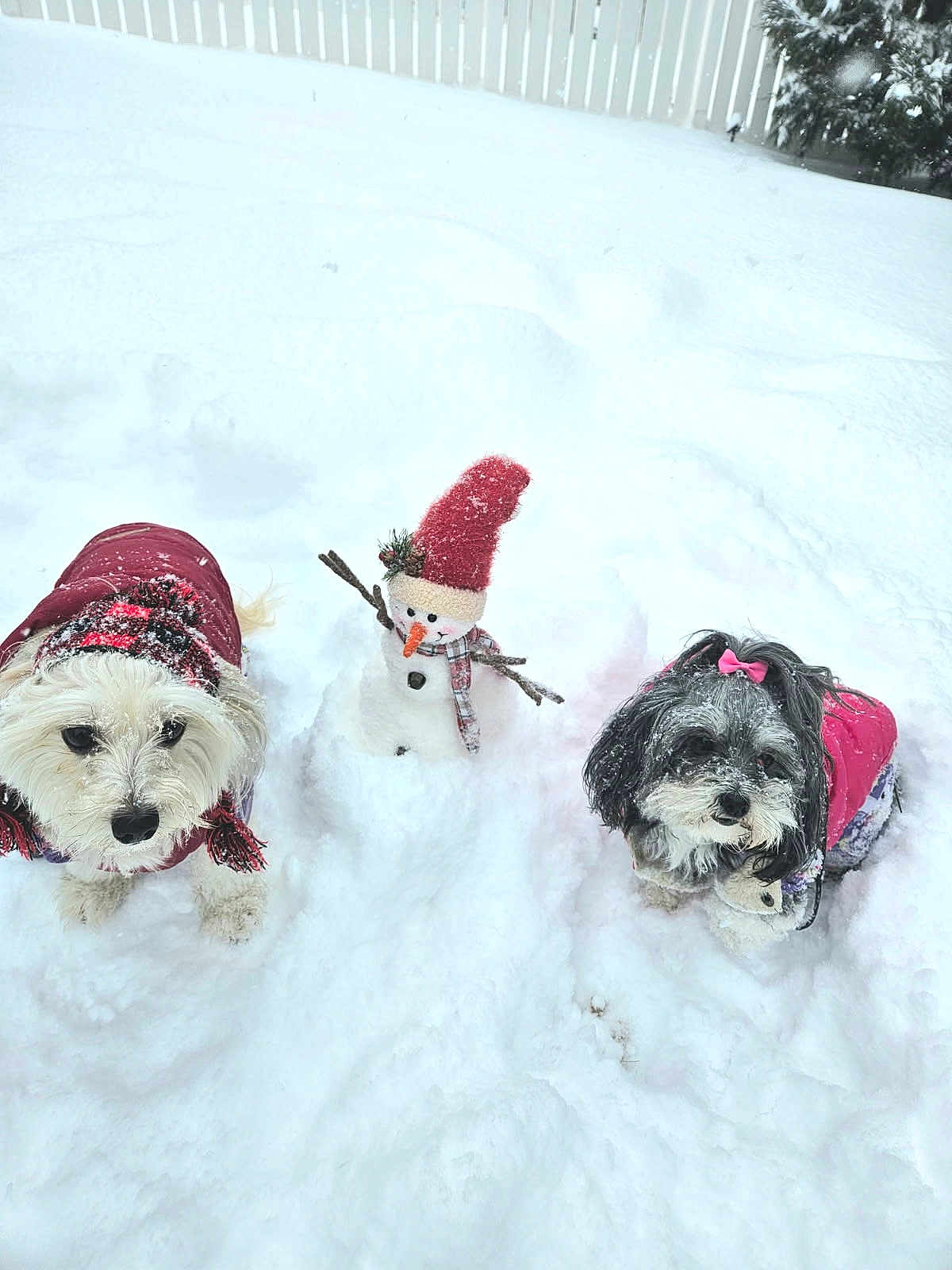 Lily And Honey is registered to the contest to win money with this photo: animal, cold_weather, cute, dog, fence, fur, holiday, outdoor, pet, pink_bow, playful, red_hat, scarf, small_dog, snow, snowman, tree, white_snow, winter, winter_clothing