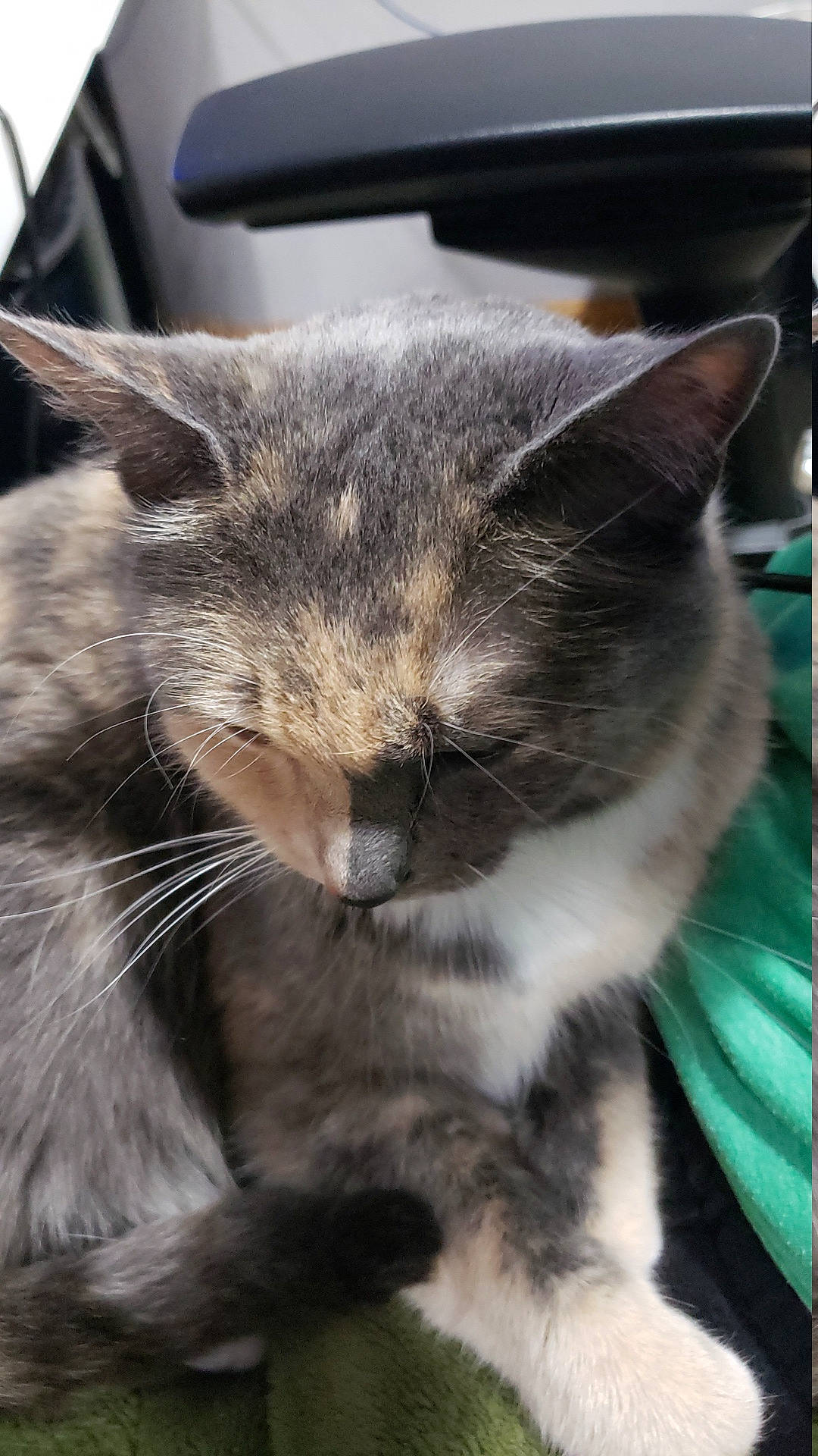 River is registered to the contest to win money with this photo: black_cat, carnivore, cat, chartreux, claw, domestic_short_haired_cat, eye, felidae, fur, grey, paw, sitting, small_to_medium_sized_cats, snout, tail, terrestrial_animal, whiskers