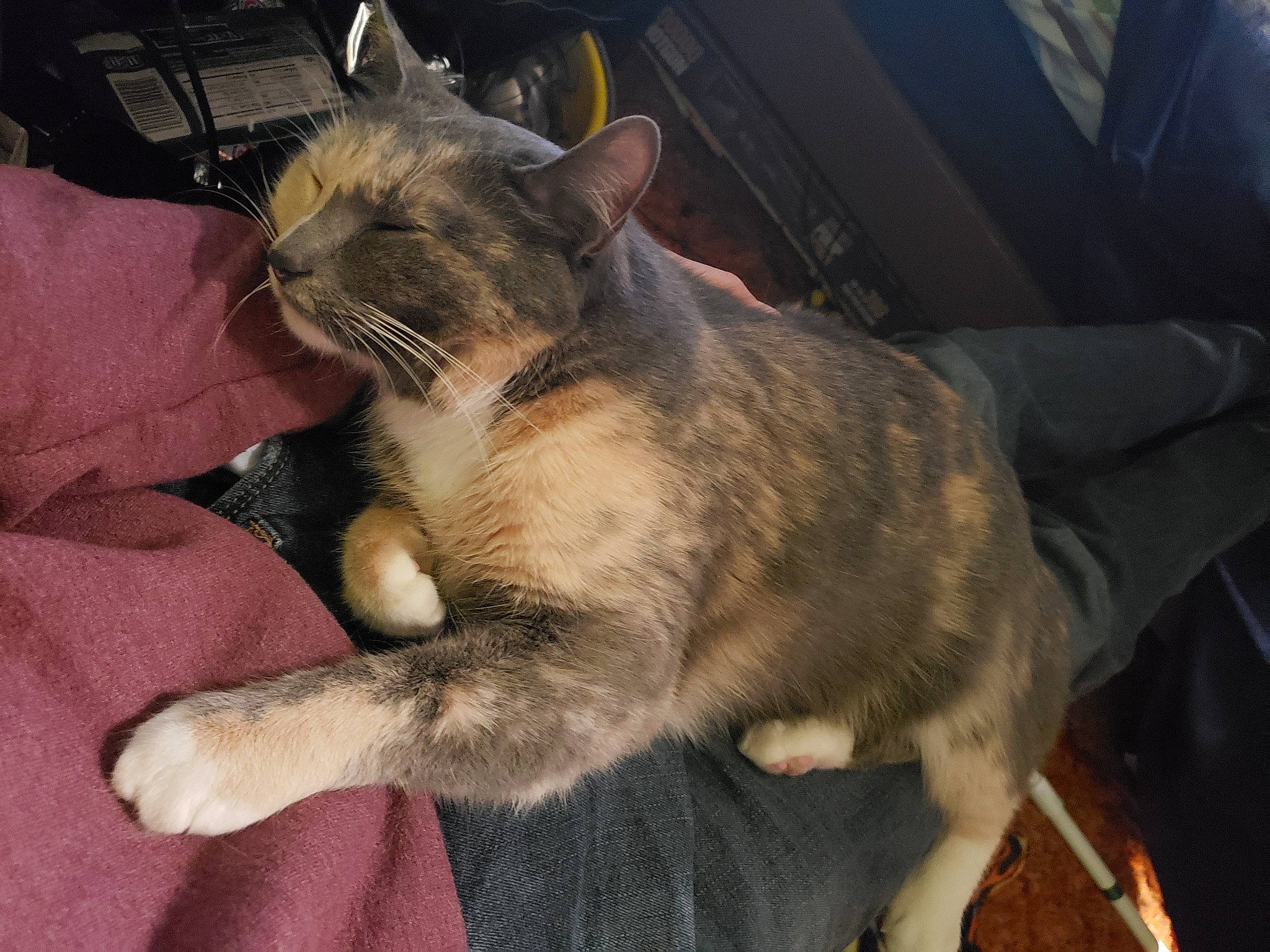 River joined the competition — help win amazing prizes! carnivore, cat, claw, comfort, domestic_short_haired_cat, ear, fawn, felidae, fur, lap, metal, paw, small_to_medium_sized_cats, snout, tail, whiskers