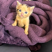 Marco And Mico joined the competition — help win amazing prizes! kitten, cat, purple_blanket, cozy, cute, pets, feline, indoor, curious, small_paws, fur, snuggled, soft_texture, animal, young, playful, resting, closeup, warm, adorable