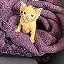 kitten, cat, purple_blanket, cozy, cute, pets, feline, indoor, curious, small_paws, fur, snuggled, soft_texture, animal, young, playful, resting, closeup, warm, adorable