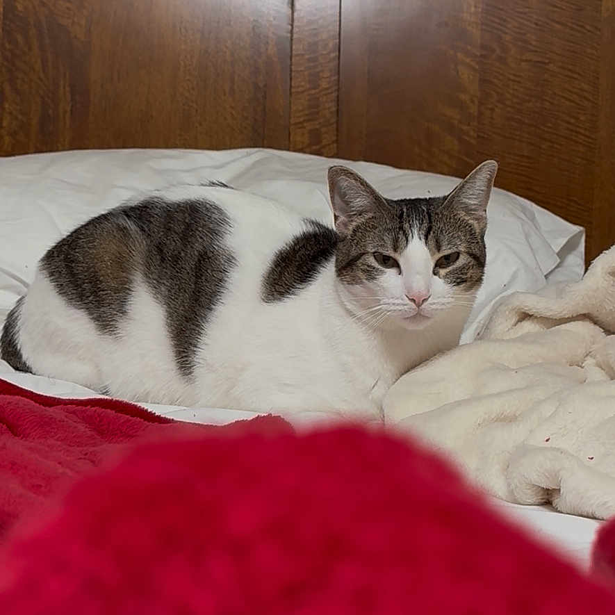 Mishe is registered to the contest to win money with this photo: animal, bed, blanket, cat, closeup, comfort, cozy, domestic, feline, fur, gray, indoor, pet, relaxed, resting, sleepy, soft, striped, white, wooden_headboard