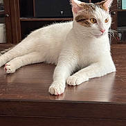 Marco is registered to the contest to win money with this photo: cat, white_cat, brown_patches, table, wooden_table, indoor, furniture, cabinet, speaker, pet, animal, relaxed, lying_down, curious, amber_eyes, whiskers, ears, paws, domestic_cat, house_pet