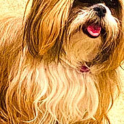 Pepper is registered to the contest to win money with this photo: dog, long_hair, fluffy, pet, indoor, carpet, happy, tongue_out, small_dog, brown_fur, white_fur, cute, sitting, animal, companion, domestic, face, fur, nose, ears