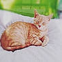 Moon a rejoint le concours — aidez-le/la à gagner de superbes lots ! animal, blanket, cat, checkered, closeup, cozy, cute, domestic_animal, feline, fur, green_background, indoor, orange_tabby, peaceful, pet, relaxing, resting, sleeping, soft, white