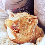 Moon participe au concours pour gagner de l'argent avec cette photo : animal, cat, close_up, cozy, cute, domestic_cat, feline, fluffy_blanket, fur, ginger_cat, home, indoor, pet, relaxing, resting, side_view, sleepy, soft_light, warm_colors, whiskers