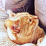 animal, cat, close_up, cozy, cute, domestic_cat, feline, fluffy_blanket, fur, ginger_cat, home, indoor, pet, relaxing, resting, side_view, sleepy, soft_light, warm_colors, whiskers