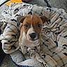 puppy, dog, blanket, bed, carpet, indoor, pet, cute, young, fur, brown, white, small, looking_up, cozy, animal, soft, patterned_blanket, resting, domestic